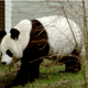 Illustration for article titled Panda FuckWatch 2013 Kicks Into High-Gear with Rigorous Panda Sex-Training Regimen